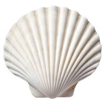 pngtree detailed white seashell with transparent background for beach art png image 16231849
